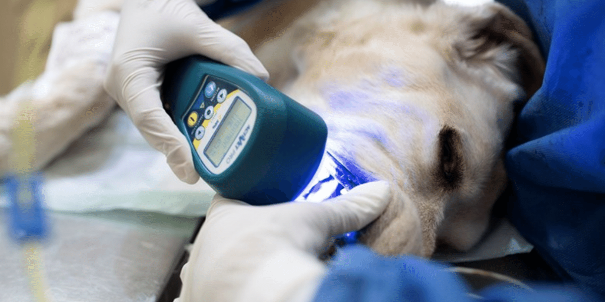 Dog Being Treated With Blue Light Laser Therapy
